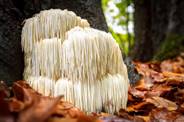 Lion’s Mane for Brain Health: Myth or Science?